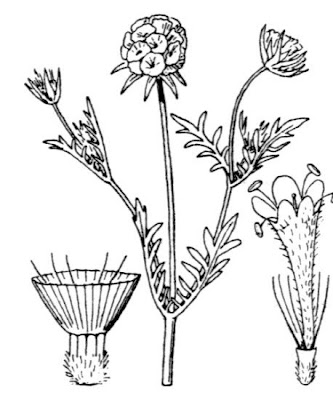 Vedovina stellata