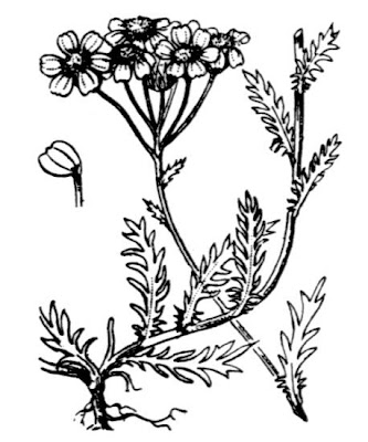 Genipi