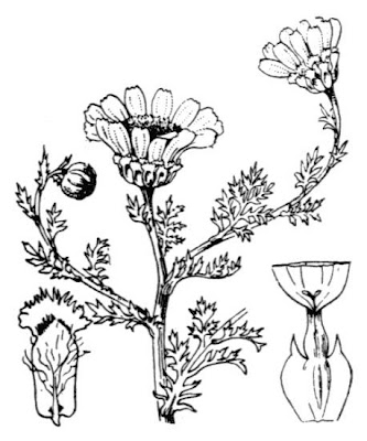 Anacyclus radiatus Loisel.