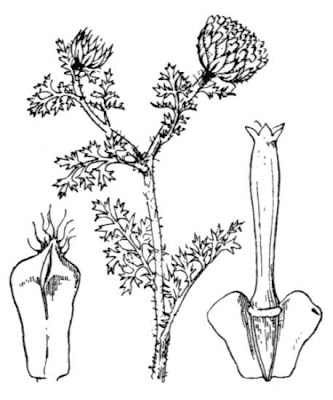 Anacyclus valentinus L.