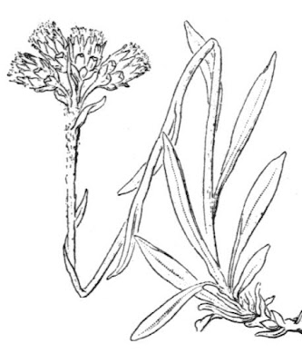 Antennaria carpatica (Wahlenb.) Bluff & Fingerh.
