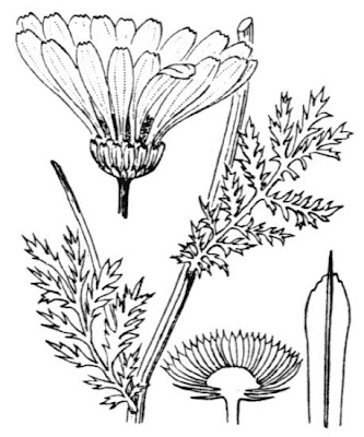 Camomilla di Trionfetti Camomilla di Trionfetti