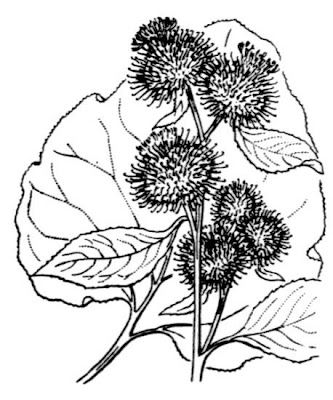 Arctium minus (Hill) Bernh.