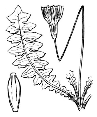 Aposeris foetida (L.) Less.