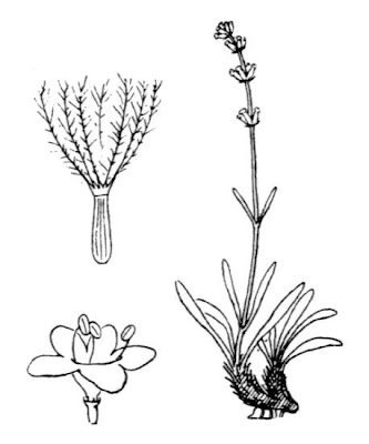 Valeriana celtica,
Celtic Spikenard,
Nardo celtico,
Spigo celtico,
Valeriana celtica