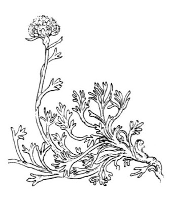 Artemisia glacialis L.
