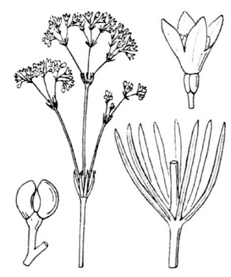 Glaucous Bedstraw Glaucous Bedstraw