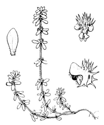 Valantia hispida,
,
Erba-croce ispida,
Hairy Valantia