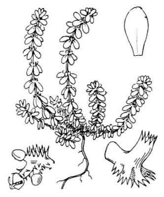 Valantia muralis,
Erba-croce comune,
Wall Valantia