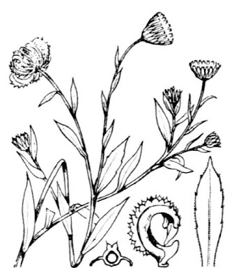 Field-marigold Field-marigold