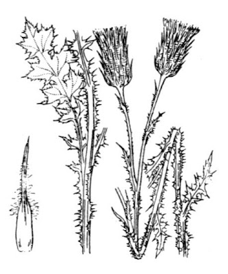 Carduus acicularis Bertol.