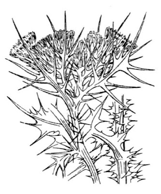 Carduus cephalanthus Viv.
