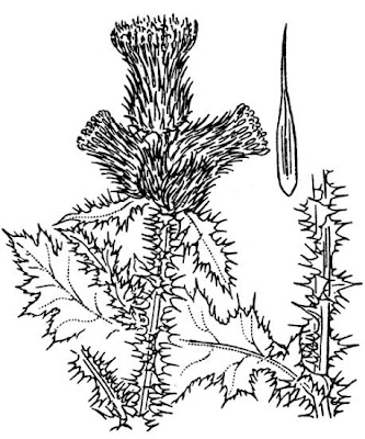 Curled thistle Curled thistle