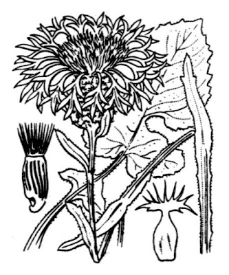 Centaurea napifolia L.