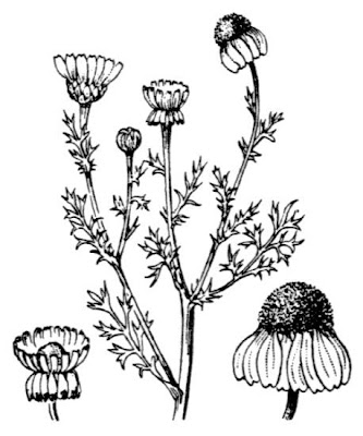 Dusky dogfennel