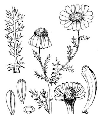 R�mische Kamille