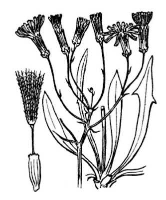 Chondrilla chondrilloides (Ard.) H. Karst.