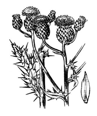 Acker-Distel