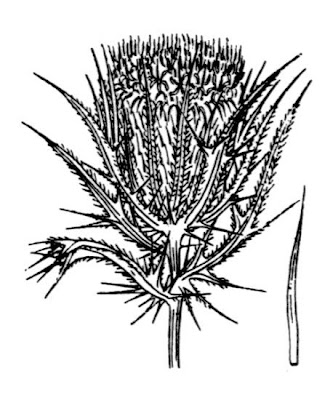 Cardo crudele Cardo crudele