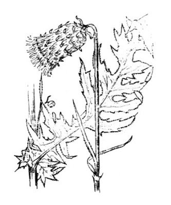 Cardo zampa d'Orso Cardo zampa d'Orso