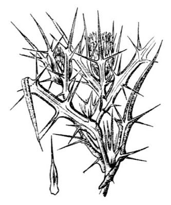 Cardo italico