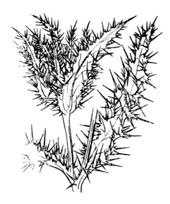 Pale Yellow Pyrenean Thistle Pale Yellow Pyrenean Thistle