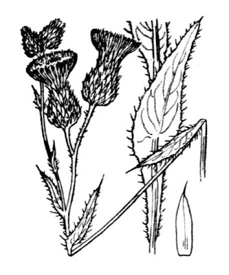 Cardo di Montpellier Cardo di Montpellier