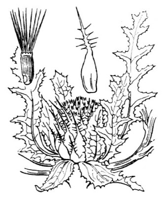 Blessed thistle Blessed thistle