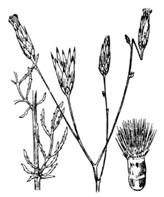 Bearded-creeper Bearded-creeper