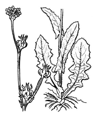 Radicchiella verrucaria