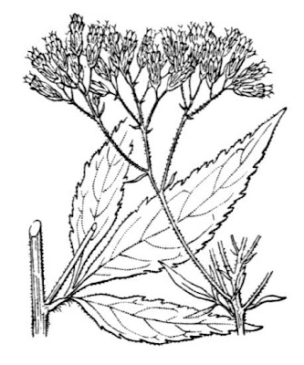 Hemp-agrimony Hemp-agrimony