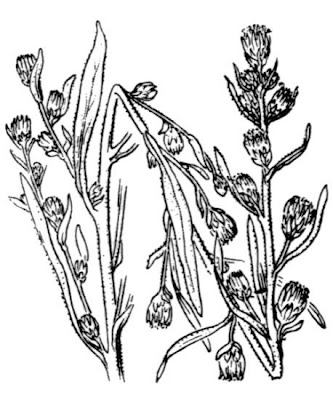 Camphor inula