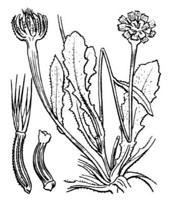 R�hrchenkraut