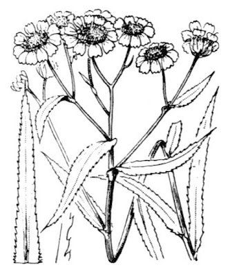 Achillea ptarmica L.