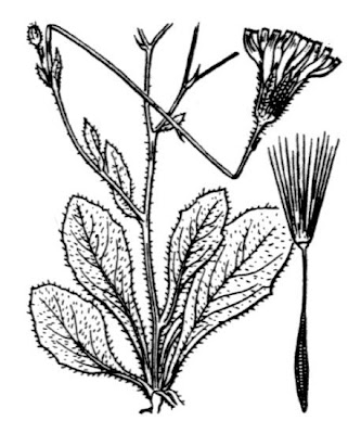 Costolina annuale