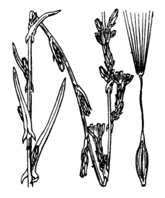 Lactuca saligna,
Lattuga salcigna,
Willow Leaf Lettuce,
willow-leaf lettuce,
willowleaf lettuce