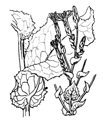 Lactuca sativa,
alface,
Amarulla,
garden lettuce,
gr&uuml;ner Salat,
Insalata,
Kopfsalat,
laitue,
Lattuca,
Lattuga coltivata,
lechuga,
lettuce,
Salad