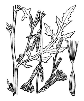 Lactuca viminea,
Lattuga alata,
Pliant Lettuce