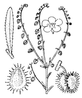 Lappolina incurvata