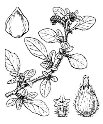 Dwarf heliotrope
