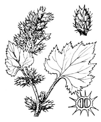 Xanthium strumarium,
Bardana minuta,
bardana-menor,
cadillo com&uacute;n,
California-bur,
Canada cockleburr,
carrapicho-de-carneiro,
carrapicho-grande,
cocklebur,
cockleburr,
common cocklebur,
Gew&ouml;hnliche Spitzklette,
kankerroos