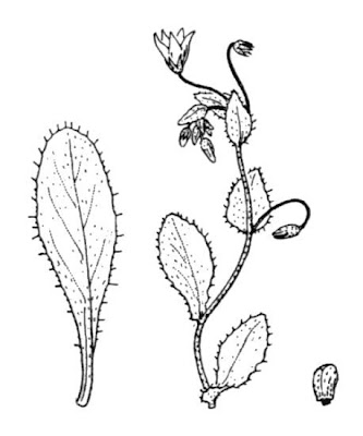Dwarf borage
