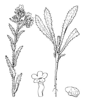 Bugloss Bugloss