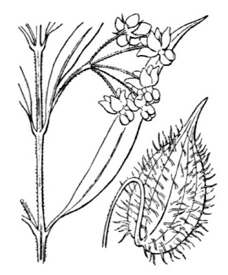 Asclepias fruticosa L.