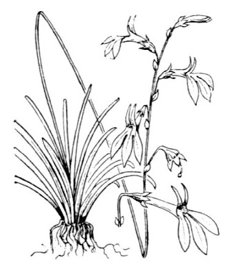 Dortmann's cardinalflower Dortmann's cardinalflower