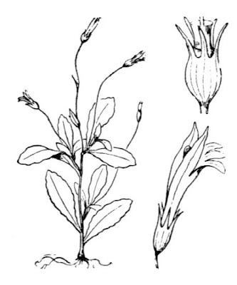 Solenopsis laurentia (L.) C. Presl