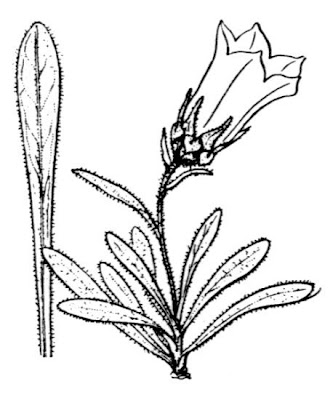 Campanula alpestris All.