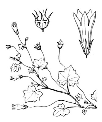 Wahlenbergia hederacea