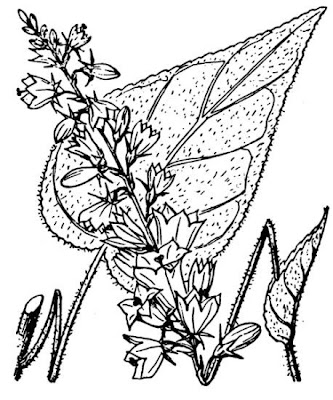 Campanula bononiensis L.