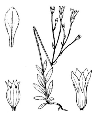 Wahlenbergia lobelioides subsp. nutabunda